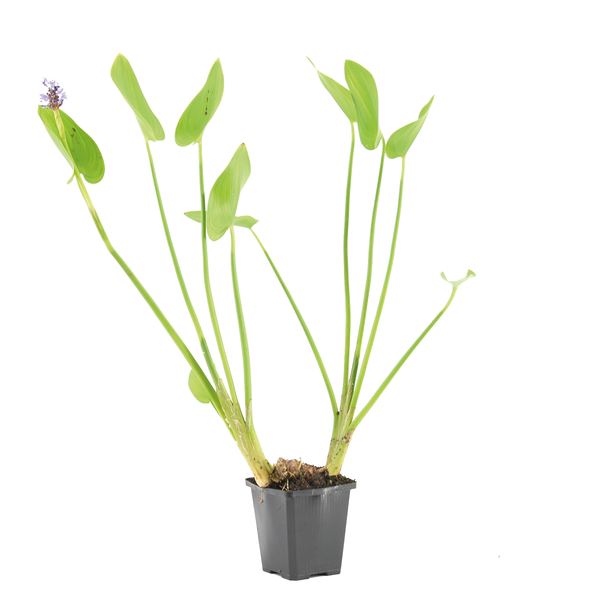 Herzblättriges Hechtkraut Pontederia cordata im schwarzen Pflanztopf mit grünen Blättern und kleiner violetter Blüte.