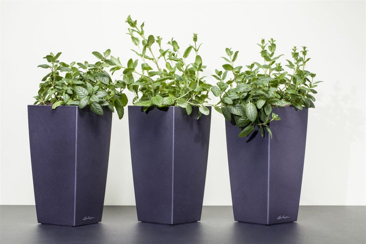 Mentha x piperita 'Multimentha', Pfefferminze, aromatisch, ca. 9x9 cm Topf