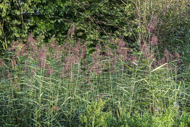 Phragmites australis, Schilfrohr, ca. 9x9 cm Topf