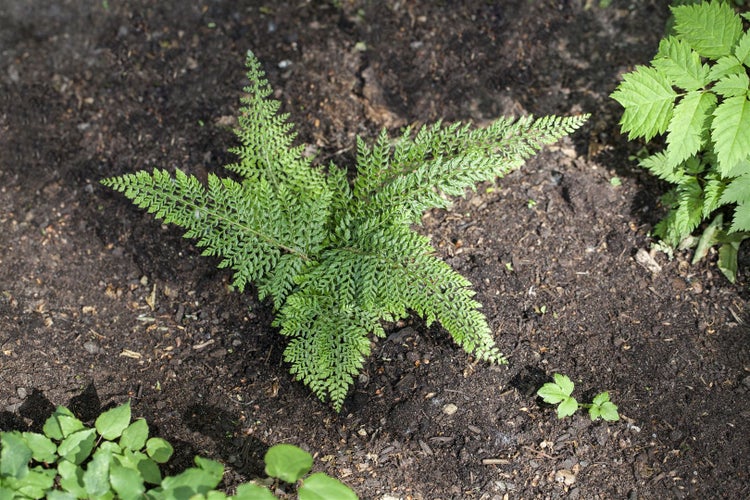 Polystichum setiferum 'Herrenhausen', Schildfarn, ca. 9x9 cm Topf