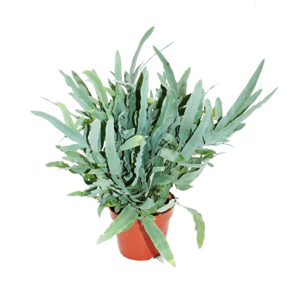 Goldtüpfel-Farn Blue Star, Phlebodium aureum, 17cm