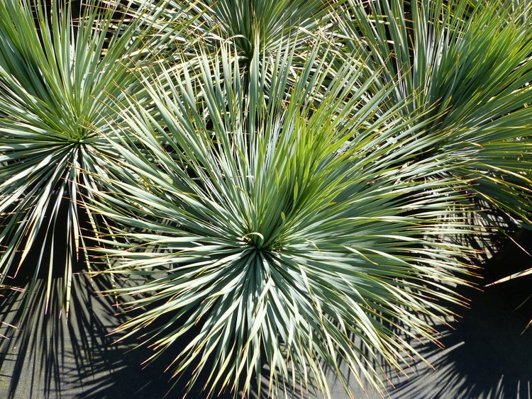 Mehrere Yucca-Pflanzen mit langen, spitzen Blättern in strahlenförmiger Anordnung für den Garten.