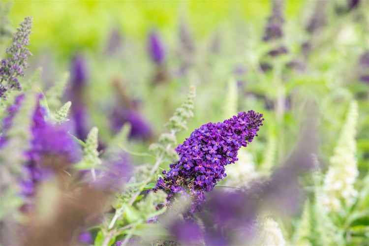 Buddleja 'Buzz Midnight', Schmetterlingsflieder, dunkelviolett, 40–60 cm