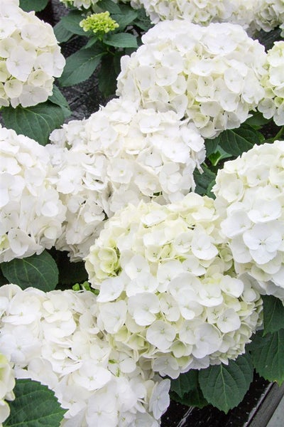 Hydrangea macrophylla 'First White', Hortensie, weiß, 40–50 cm
