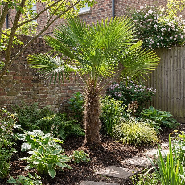 Hanfpalme Trachycarpus fortunei in einem üppig bepflanzten Garten mit einer Ziegelmauer im Hintergrund und einem gepflasterten Pfad.