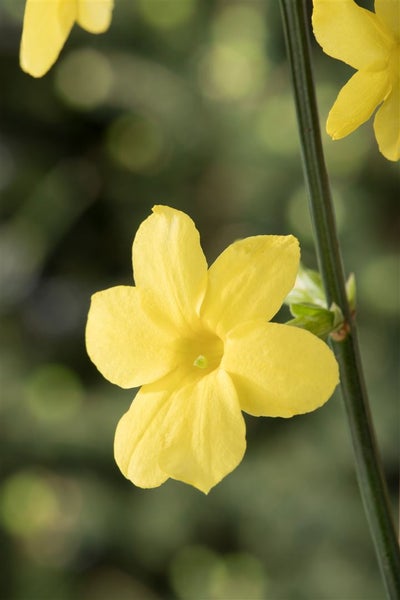Jasminum nudiflorum, Winterjasmin, gelb, 40–60 cm