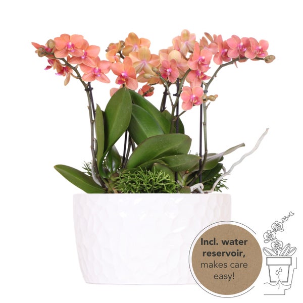 Kolibri Orchids orangefarbenes Pflanzenset in Honigschale inkl. Wasserreservoir drei orangefarbene Orchideen Bozen 9cm und drei Grünpflanzen Rhipsalis
