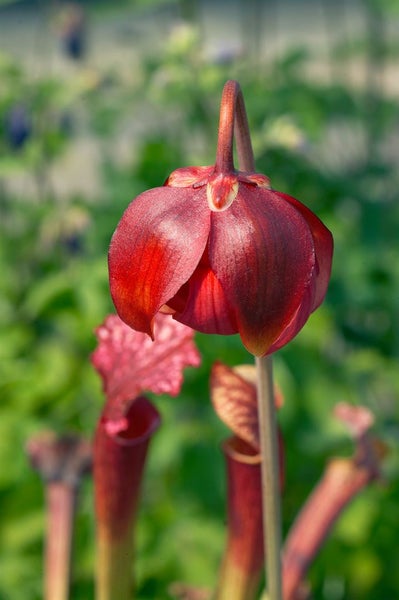 Sarracenia purpurea, Schlauchpflanze, rot-grün, ca. 9x9 cm Topf