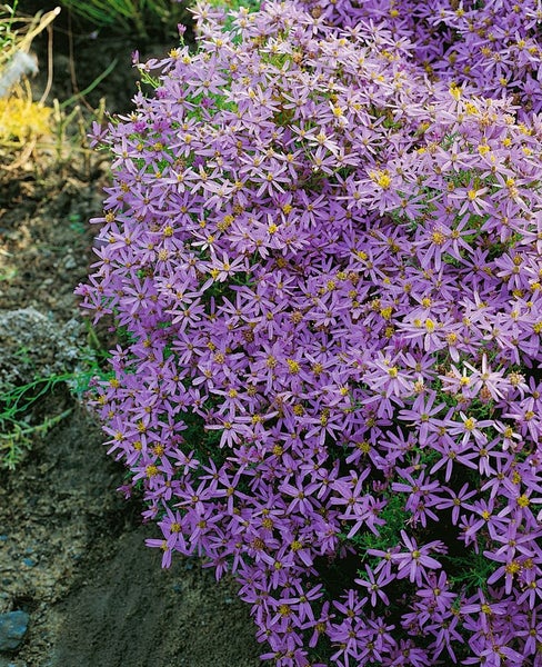 Aster sedifolius 'Nanus', blauviolett, ca. 9x9 cm Topf