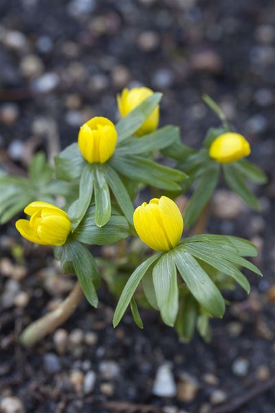 Eranthis hyemalis, Winterling, gelb, ca. 9x9 cm Topf