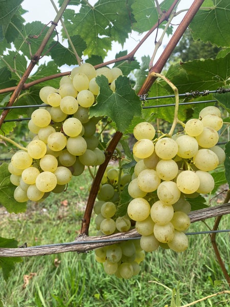 Zwei Trauben weißer Weintrauben hängen an einer Weinrebe im Weinberg.