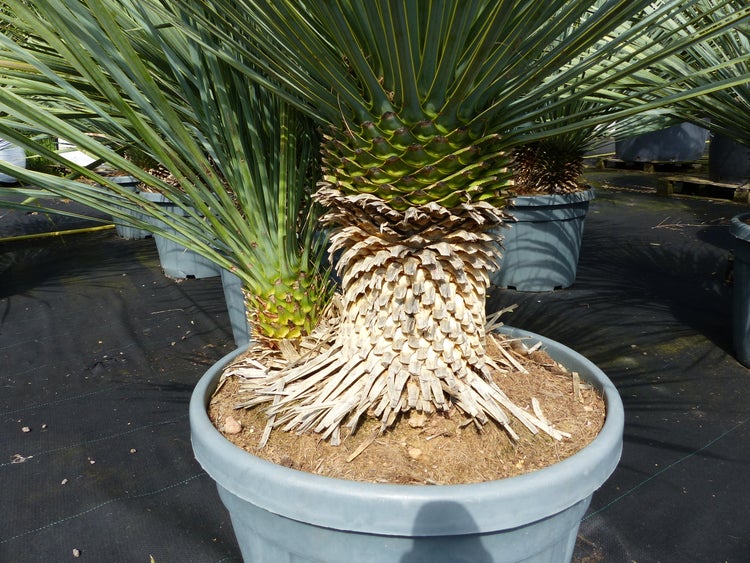 Yucca rostrata im Kunststofftopf mit strukturiertem Stamm und langen, schmalen Blättern.