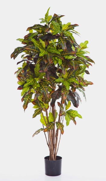 Kroton Codiaeum variegatum Zimmerpflanze mit bunten, gemusterten Blättern in Grün, Gelb und Rot.