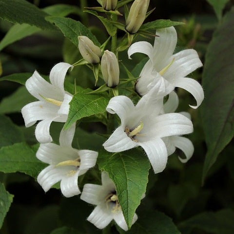 Nahaufnahme einer Gruppe von weissen Glockenblumen mit grünen Blättern