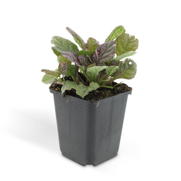 Bodendecker - Kriechender Günsel - Ajuga reptans 'Burgundy Glow' - 9cm Topf - Set mit 40 Pflanzen