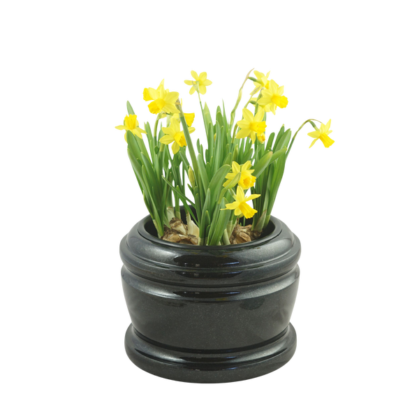 Narzissen in einer runden Pflanzschale aus Naturstein für den Grabschmuck