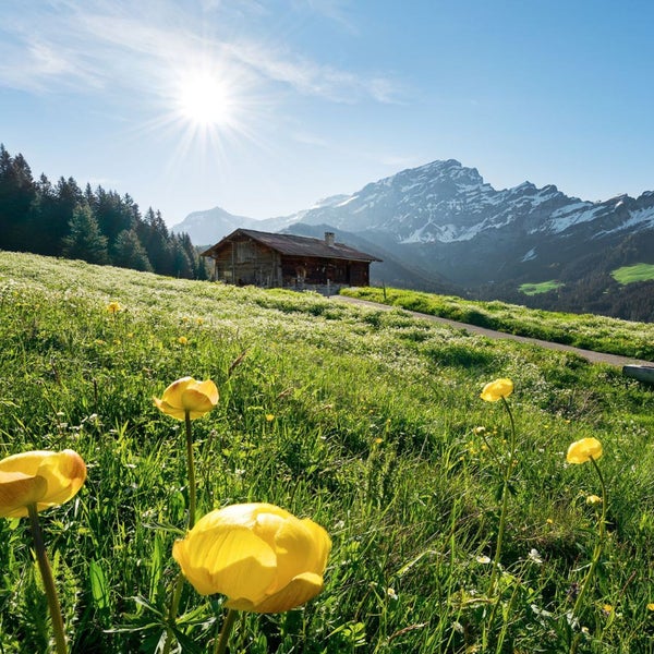 Hütte auf einer Wiese mit gelben Blumen und Bergen