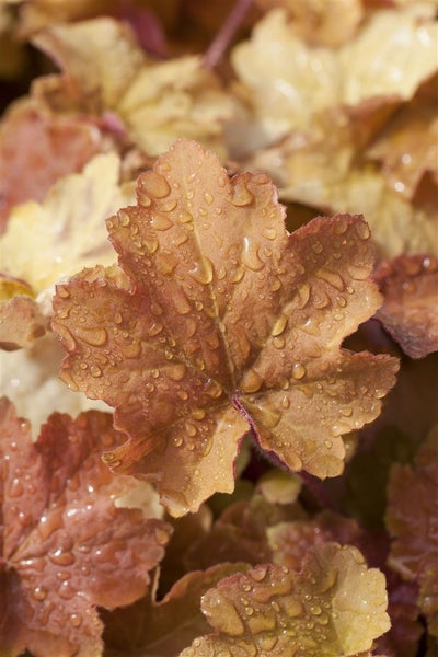 Heuchera villosa 'Caramel', Purpurglöckchen, orange, ca. 9x9 cm Topf