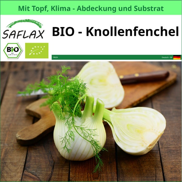 SAFLAX Garden to go - BIO - Knollenfenchel - Foeniculum vulgare var. azoricum - 100 Samen - Mit Topf, Klima - Deckel und Anzuchtsubstrat