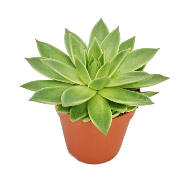 Sukkulente Echeveria im Topf mit fleischigen Blättern in Rosettenform.