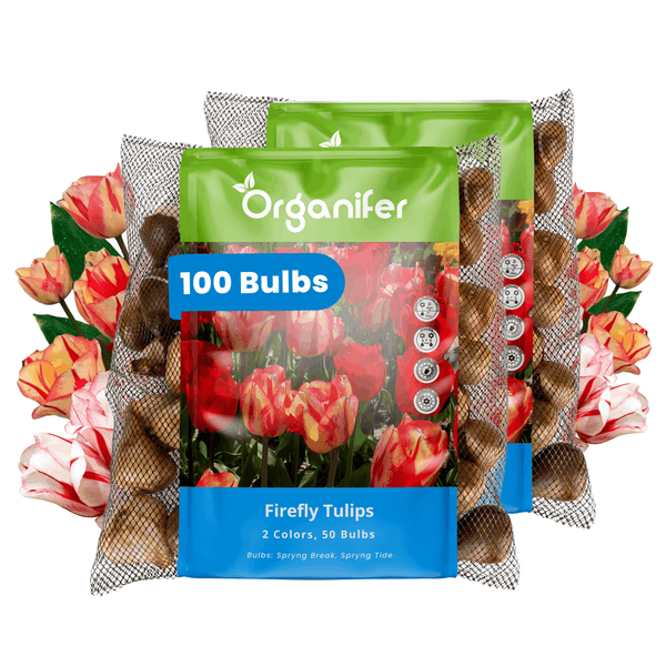 Zwei Netze mit insgesamt einhundert Tulpenzwiebeln Firefly Tulpen in einer Mischung aus zwei Farben inklusive Pflanzanleitung