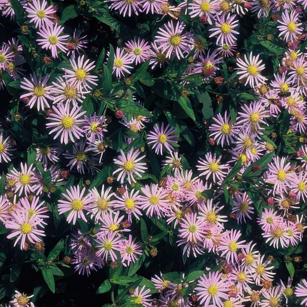 Kissenaster Aster dumosus in voller Blüte mit rosa Blütenblättern, gelber Mitte und grünen Blättern.