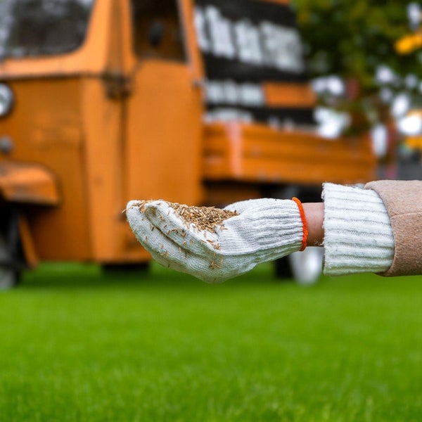Eine Hand in einem Handschuh hält Rasensamen vor einem Rasen und einem orangefarbenen Fahrzeug.