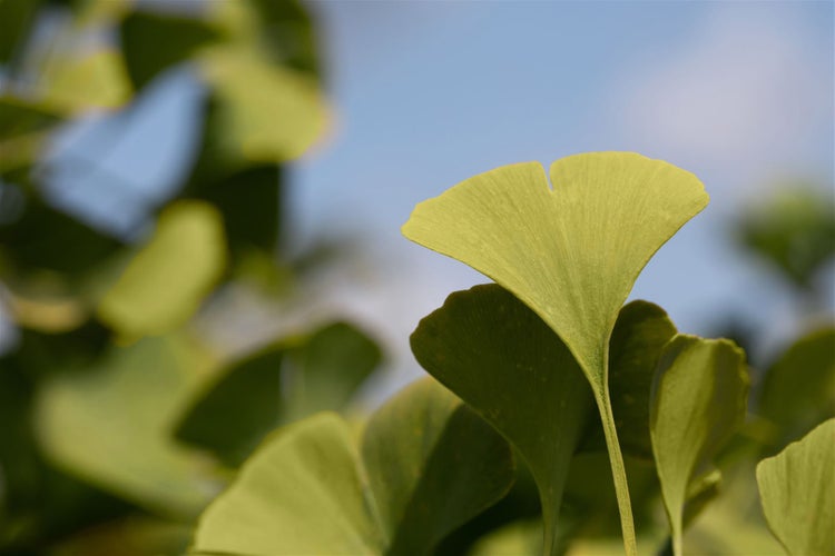 Ginkgo biloba 'Globus', Fächerblattbaum, kompakt, 40–60 cm