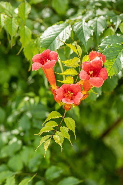 Campsis radicans 'Flamenco', Trompetenblume, leuchtend rot, 40–60 cm