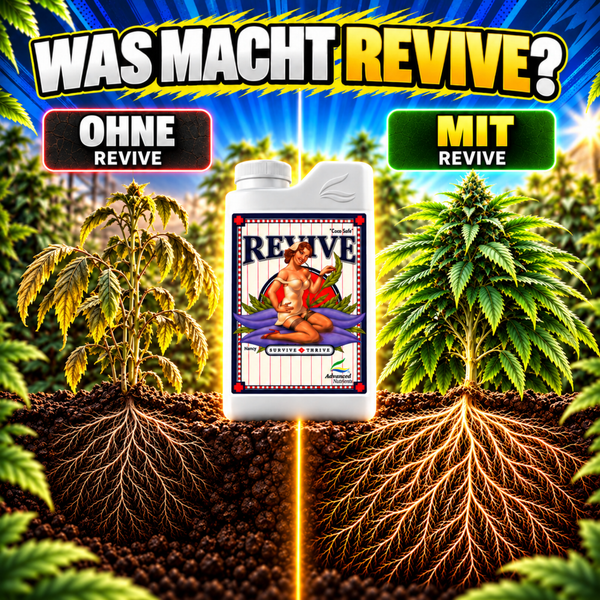 Vergleichsbild zeigt die Wirkung von Advanced Nutrients Revive auf Pflanzenwuchs und Wurzelbildung mit und ohne Anwendung.