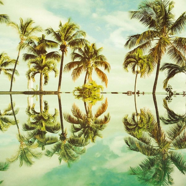 Illustration von Palmen und deren Spiegelung im Wasser