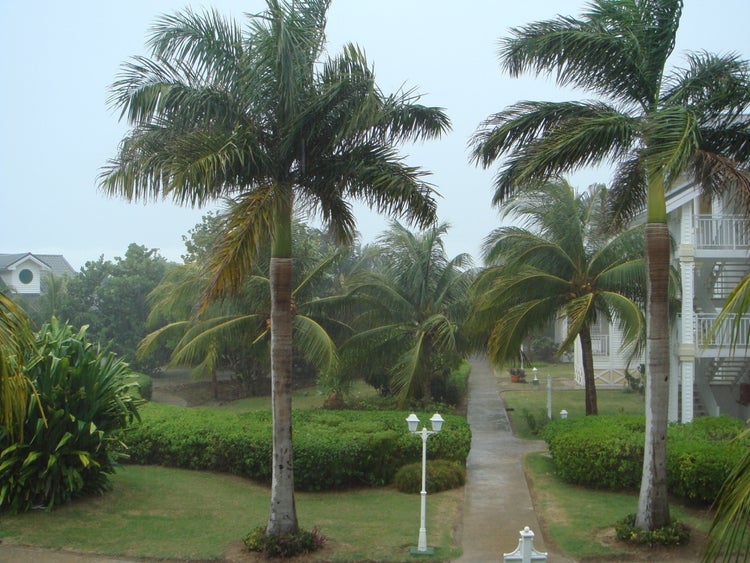 SAFLAX Garden to go - Cubanische Königspalme - Roystonia regia - 8 Samen - Mit Topf, Klima - Deckel und Anzuchtsubstrat