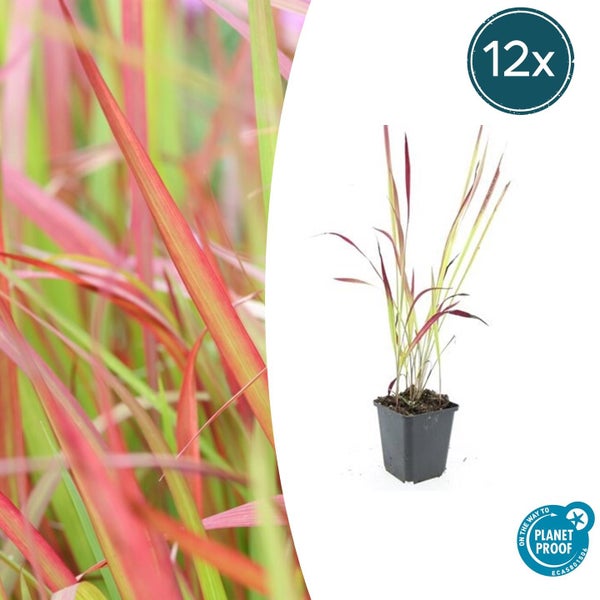 Japanisches Blutgras Red Baron im Set von 12 Stück, Imperata cylindrica, mehrfarbiges Ziergras, On the way to Planet Proof Zertifikat.