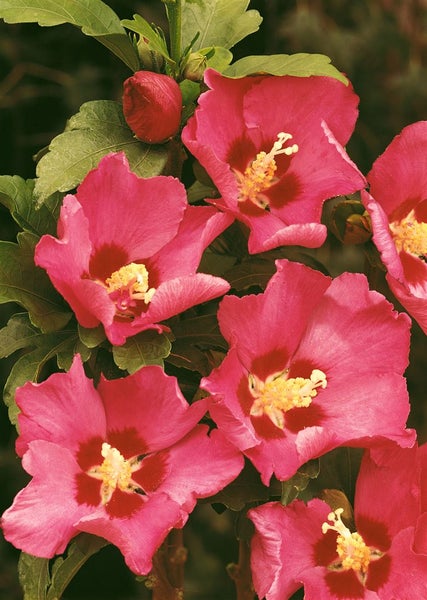 Hibiscus syriacus 'Woodbridge', Roseneibisch, rosa Blüten, 80–100 cm
