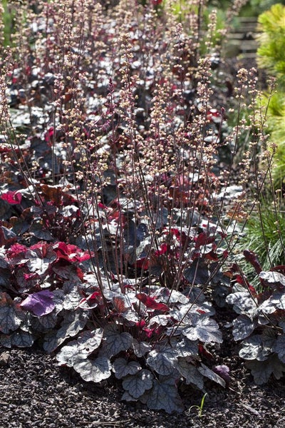 Heuchera micrantha 'Silver Scrolls', Purpurglöckchen, silbrig, ca. 11x11 cm Topf
