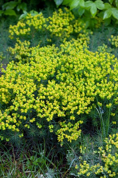 Euphorbia cyparissias 'Fens Ruby', Wolfsmilch, ca. 9x9 cm Topf