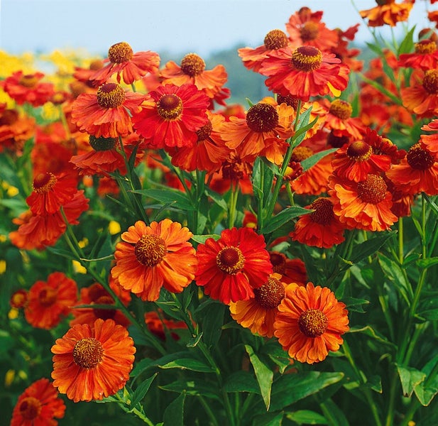 Helenium x cult. 'Indianersommer', Sonnenbraut, leuchtend rot, ca. 11x11 cm Topf