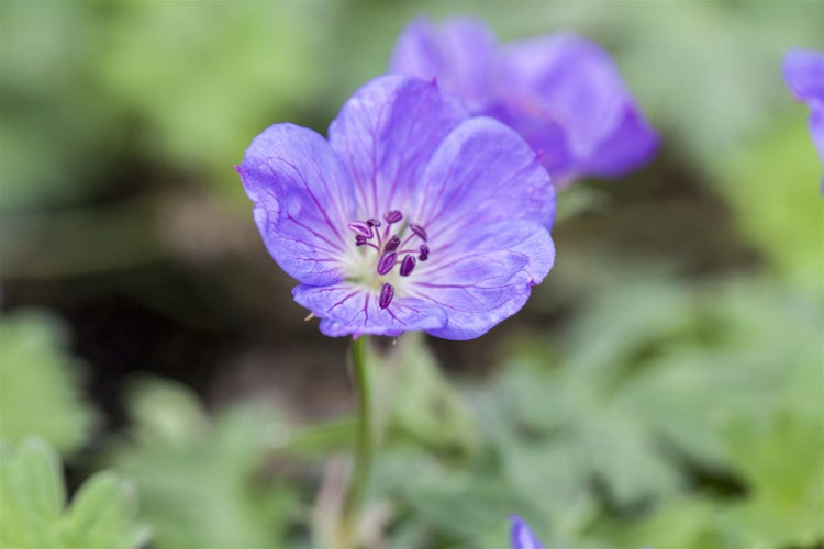 Geranium wallichianum 'Rozanne' -R-, Storchschnabel, blauviolett, ca. 11x11 cm Topf