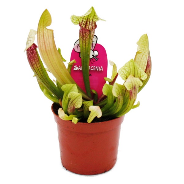 Schlauchpflanze - Sarracenia Eva - Fleischfressende Pflanze - 9cm Topf