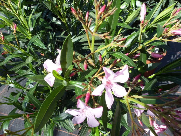Oleander mit rosa Blüten und grünen, schmalen Blättern in der Nahaufnahme.