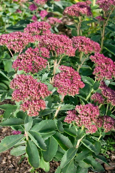 Sedum hybridum 'Munstead Dark Red', Fetthenne, dunkelrot, 2 Liter Topf