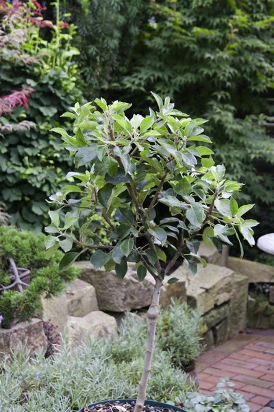 Malus pumila 'Zwergapfel', kompakt, 60 cm