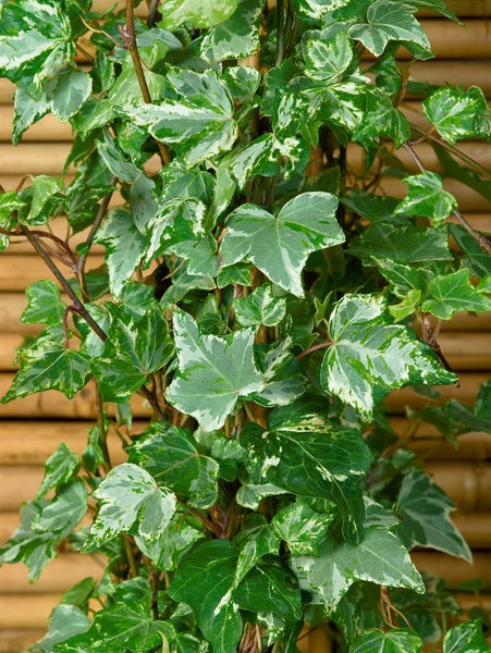 Hedera helix 'Kolibri', Efeu, buntlaubig, ca. 9x9 cm Topf
