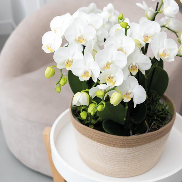 Kolibri Orchids weißes Pflanzenset im Baumwollkorb inkl. Wassertank 3 weiße Orchideen Amabilis 9cm und 3 Grünpflanzen Rhipsalis