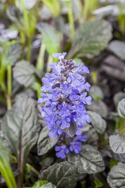 Ajuga reptans 'Braunherz', Günsel, bronzefarben, ca. 9x9 cm Topf