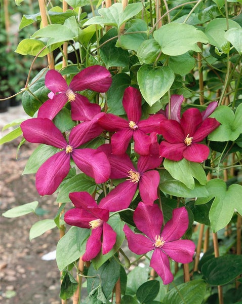 Clematis viticella 'Margot Koster', Waldrebe, rosa, 40–60 cm