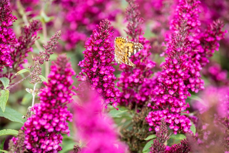 Schmetterling auf rosa Sommerfliederblüten