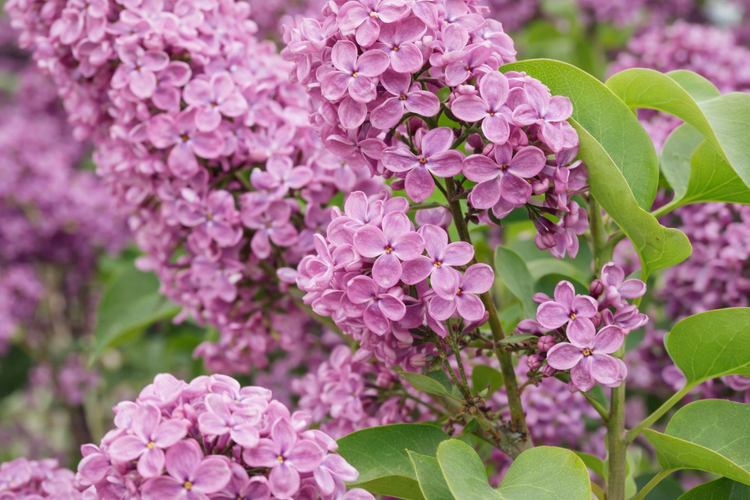 Blühender Flieder mit violetten Blüten und grünen Blättern.
