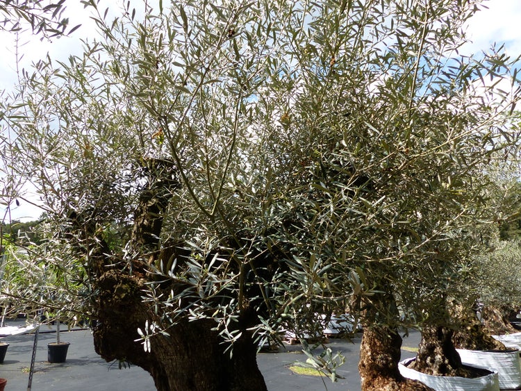 genau dieser Baum L4 Olivenbaum 245 cm, knorrige alte urige Olive winterhart