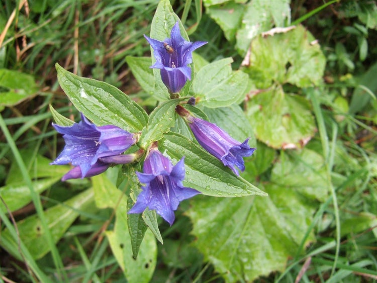 Gentiana asclepiadea, Schwalbenwurz-Enzian, blau, ca. 9x9 cm Topf